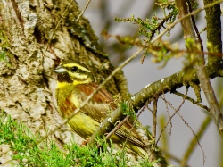 Cirl Bunting